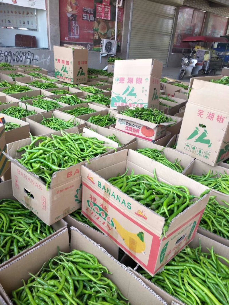 精品线椒大量供货，代发全国，万亩基地，诚信经营。