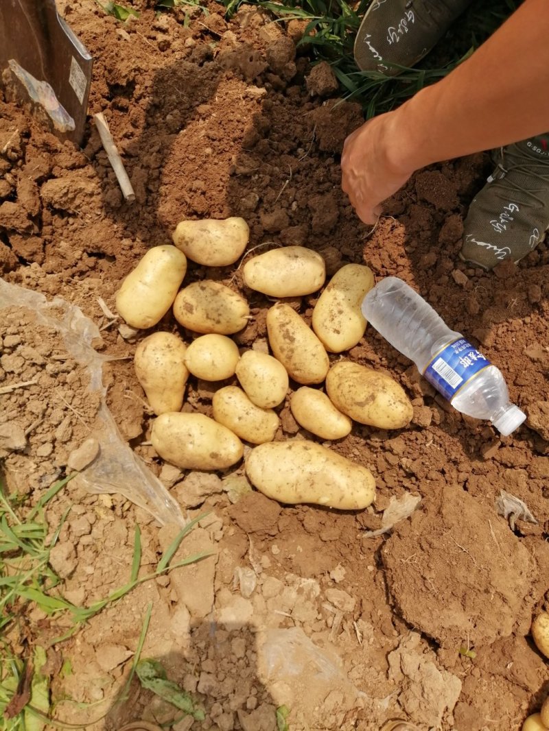 土豆河蓝十五中五号