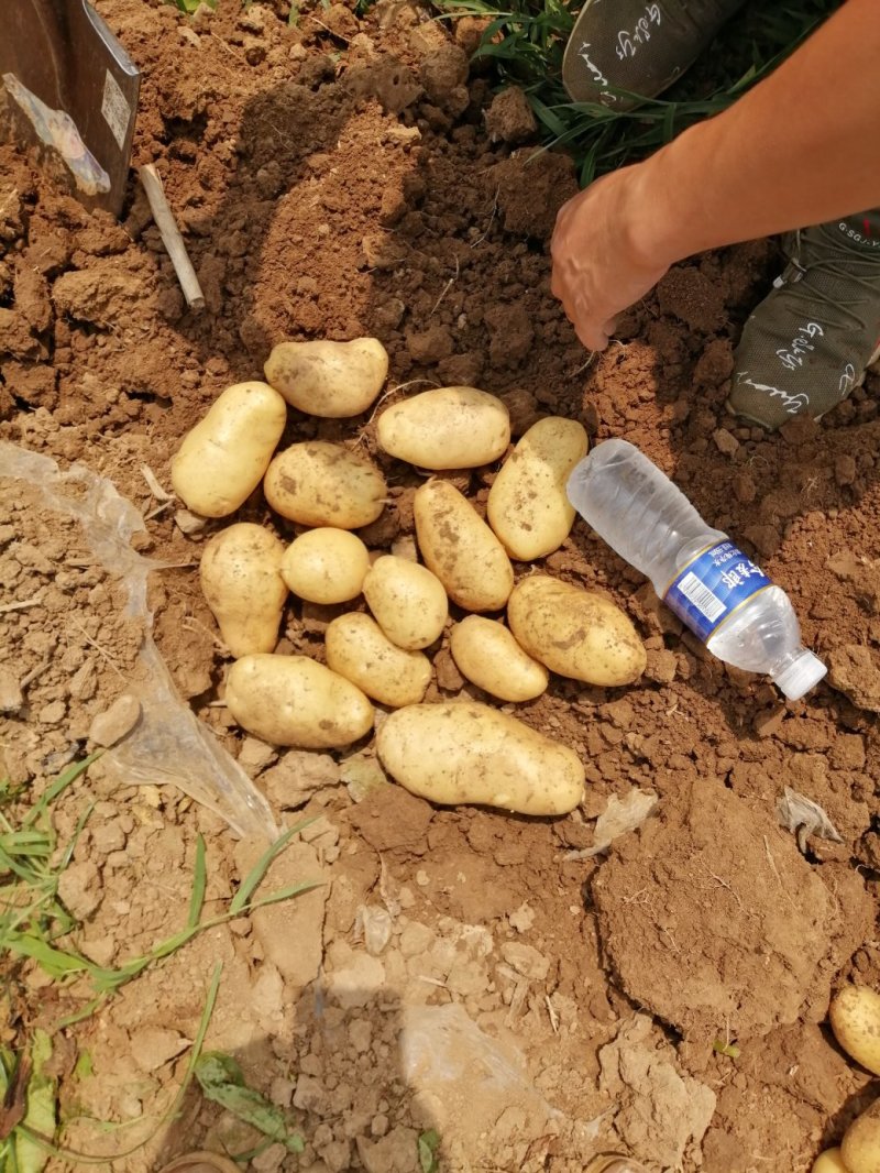 土豆河蓝十五中五号
