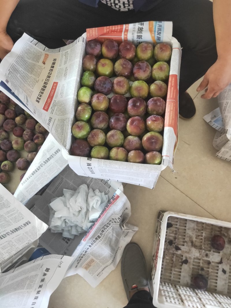 黑布李系列，宝石，总统，红布李