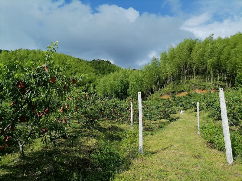 炎陵县高山楠竹笋，鲜笋，纯野生的竹笋，十斤起邮