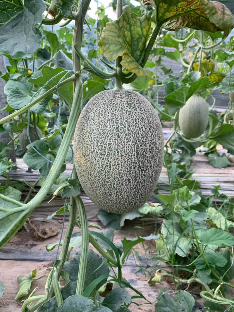 晓蜜25哈密瓜大量有货，质量保证，糖度高，欢迎来采购