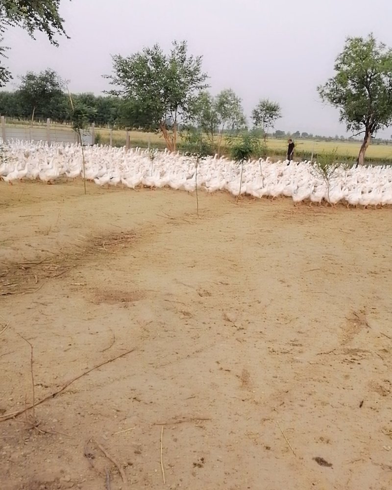 出售蛋鹅.老鹅