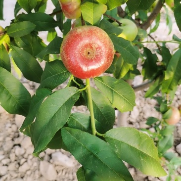 大荔油蟠桃
