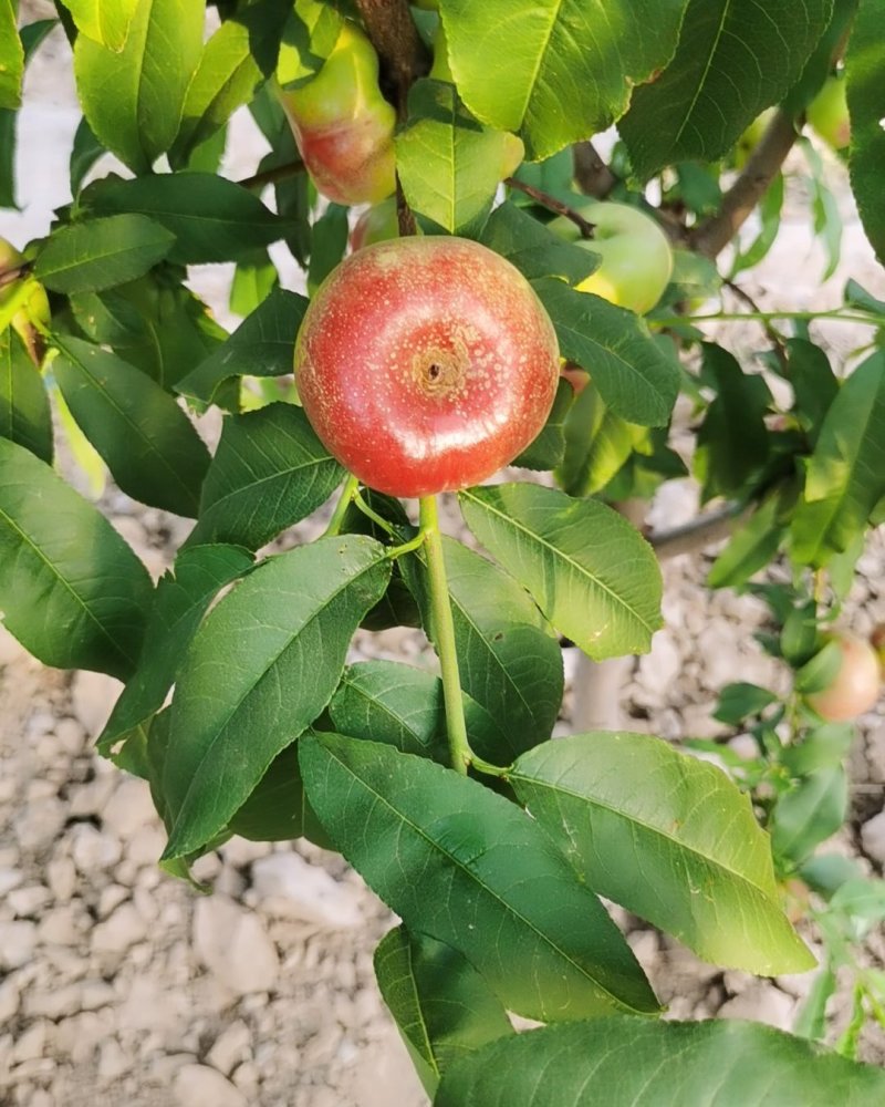 大荔油蟠桃
