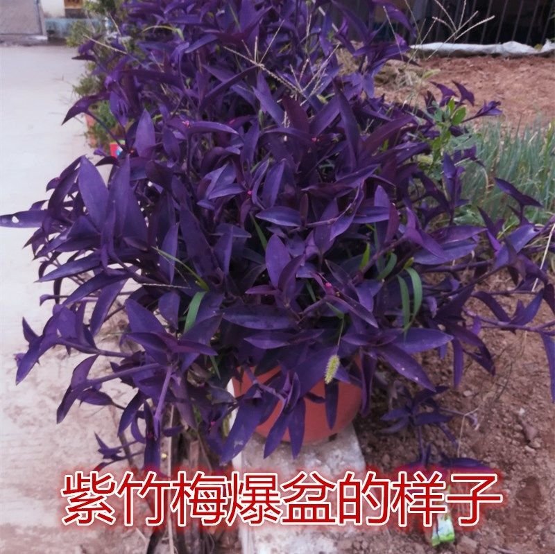 紫罗兰紫竹梅紫叶吊兰阳台室内办公桌面创意真花水培盆栽绿植