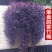 紫罗兰紫竹梅紫叶吊兰阳台室内办公桌面创意真花水培盆栽绿植