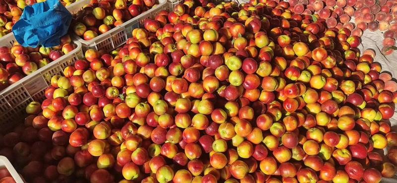 平邑油桃，大棚油桃大量上市，二两起步，产地货源，硬度好，