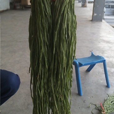 贡菜