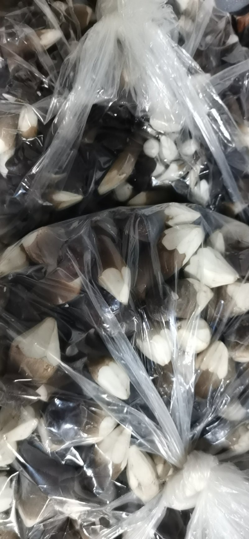 黑皮鸡枞种植基地山东四川云南种植技术鲜品干品基地直发