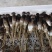 黑皮鸡枞菌出菇菌棒栽培技术基地直发鸡纵菌