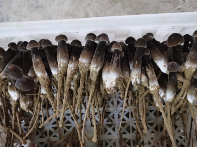 黑皮鸡枞菌出菇菌棒栽培技术基地直发鸡纵菌