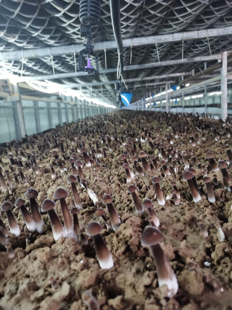 黑皮鸡枞菌出菇菌棒栽培技术基地直发鸡纵菌