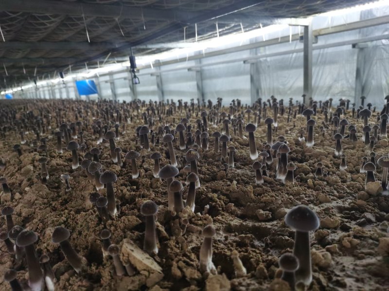 黑皮鸡枞菌出菇菌棒栽培技术基地直发鸡纵菌
