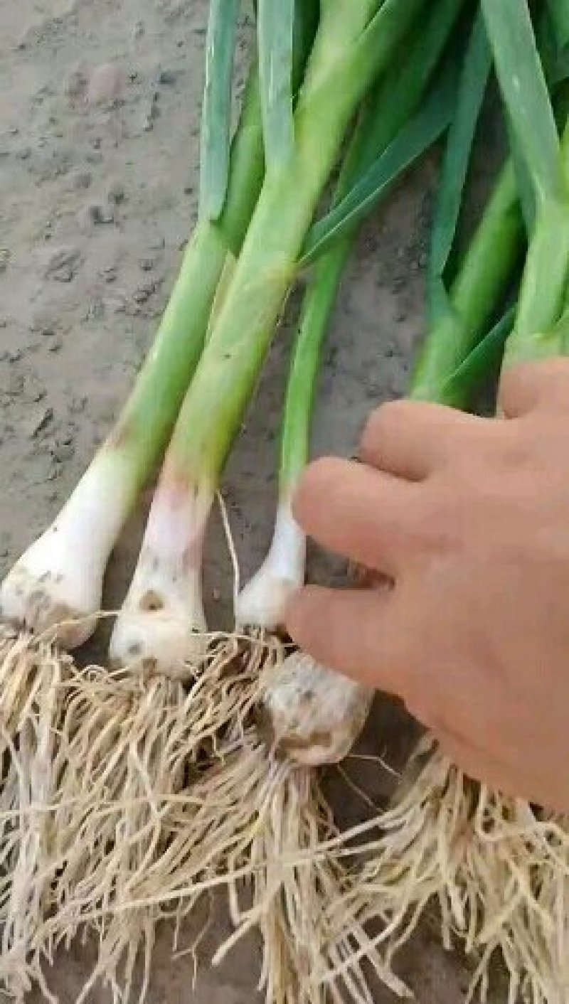 四季蒜苗一点红