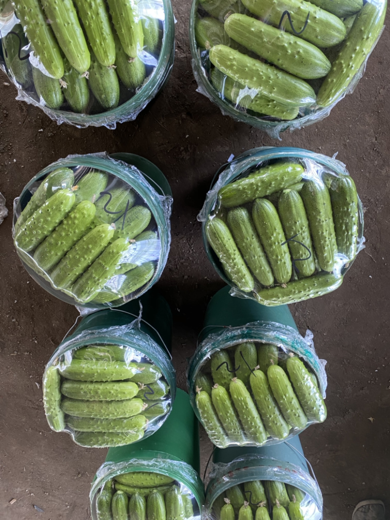 火爆《火爆》河北唐山干花大刺黄瓜大量供货中，