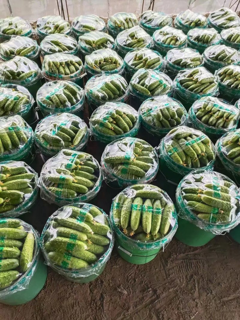 火爆《火爆》河北唐山干花大刺黄瓜大量供货中，