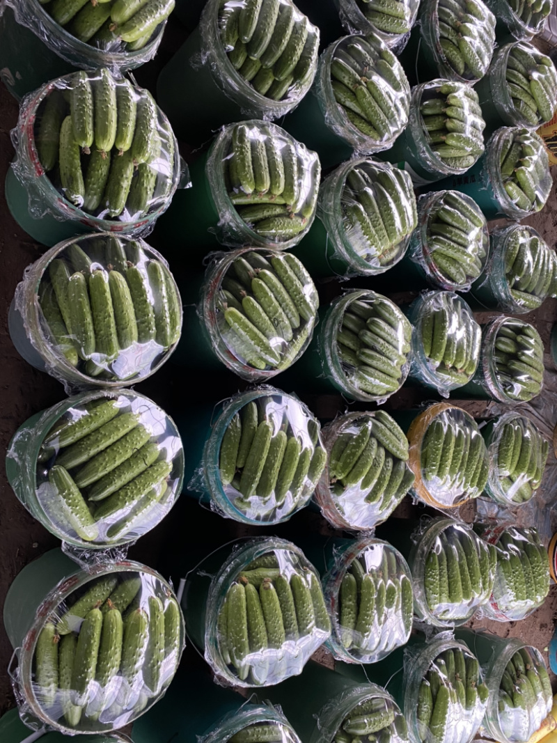 火爆《火爆》河北唐山干花大刺黄瓜大量供货中，