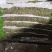 精品大叶香菜……………………