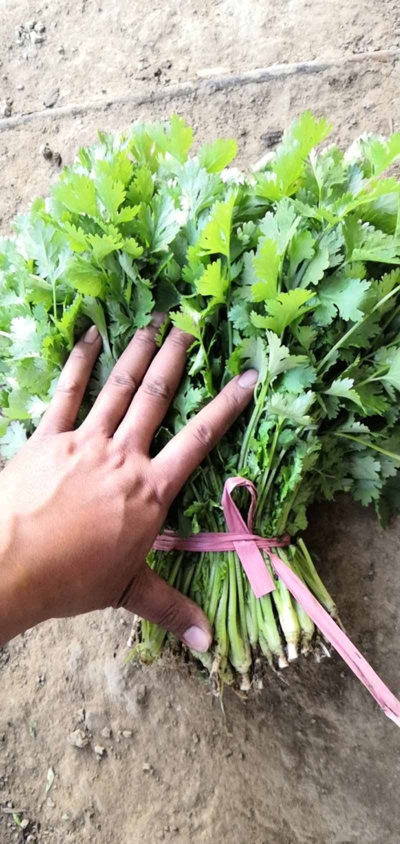 精品大叶香菜……………………