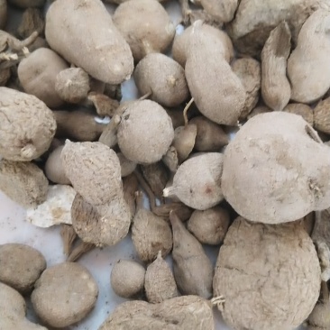 经营各种野生中草药