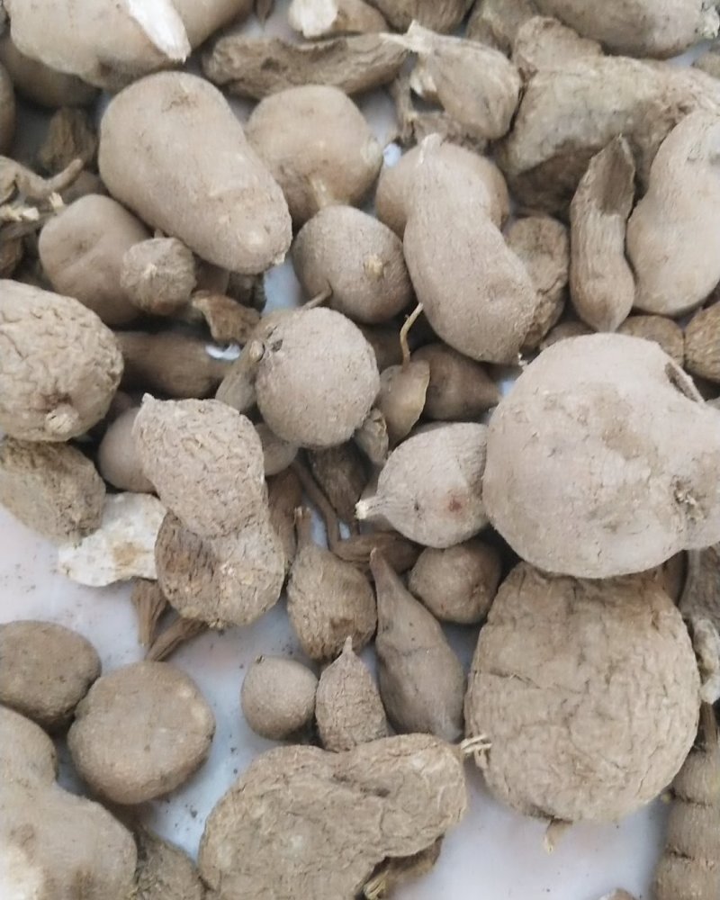 经营各种野生中草药