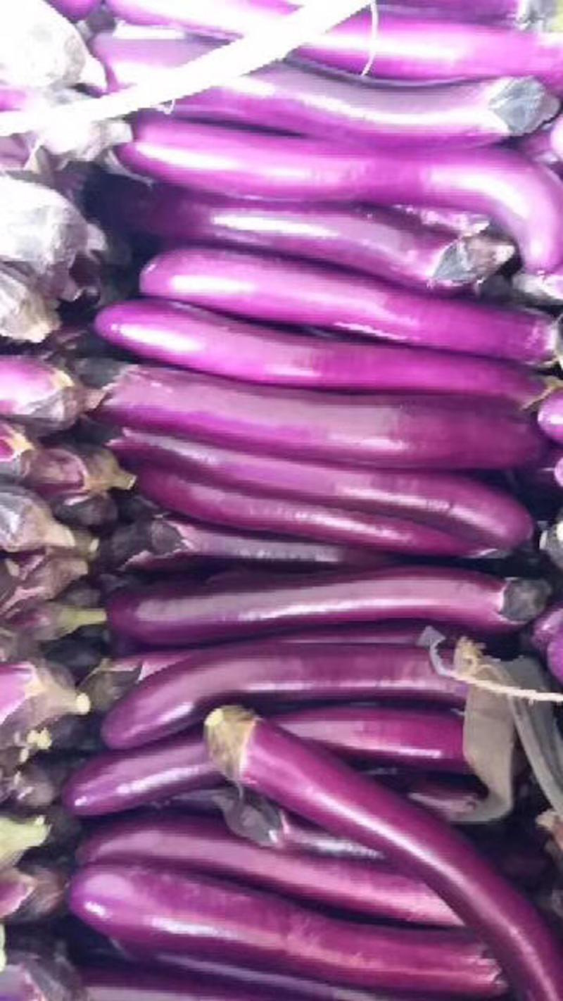 A级精品紫长茄、紫棒茄、广茄、加工用，大量上市，产地直供