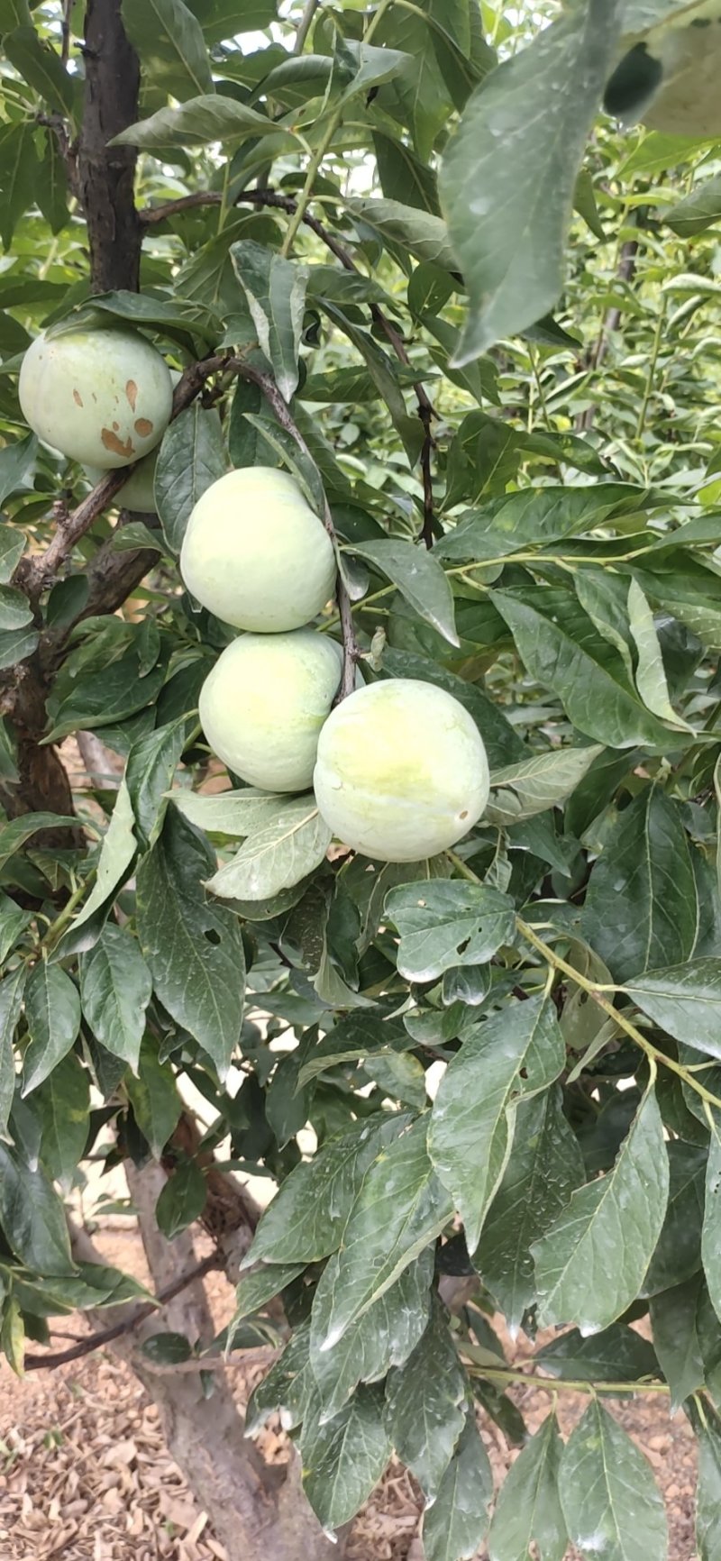 黄金奈李