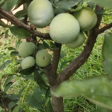 黄金奈李