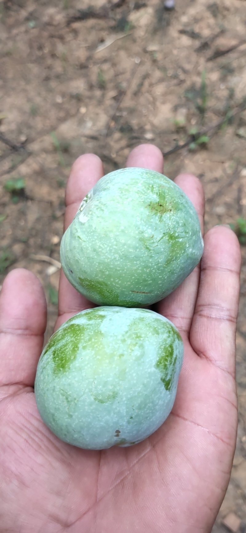 黄金奈李
