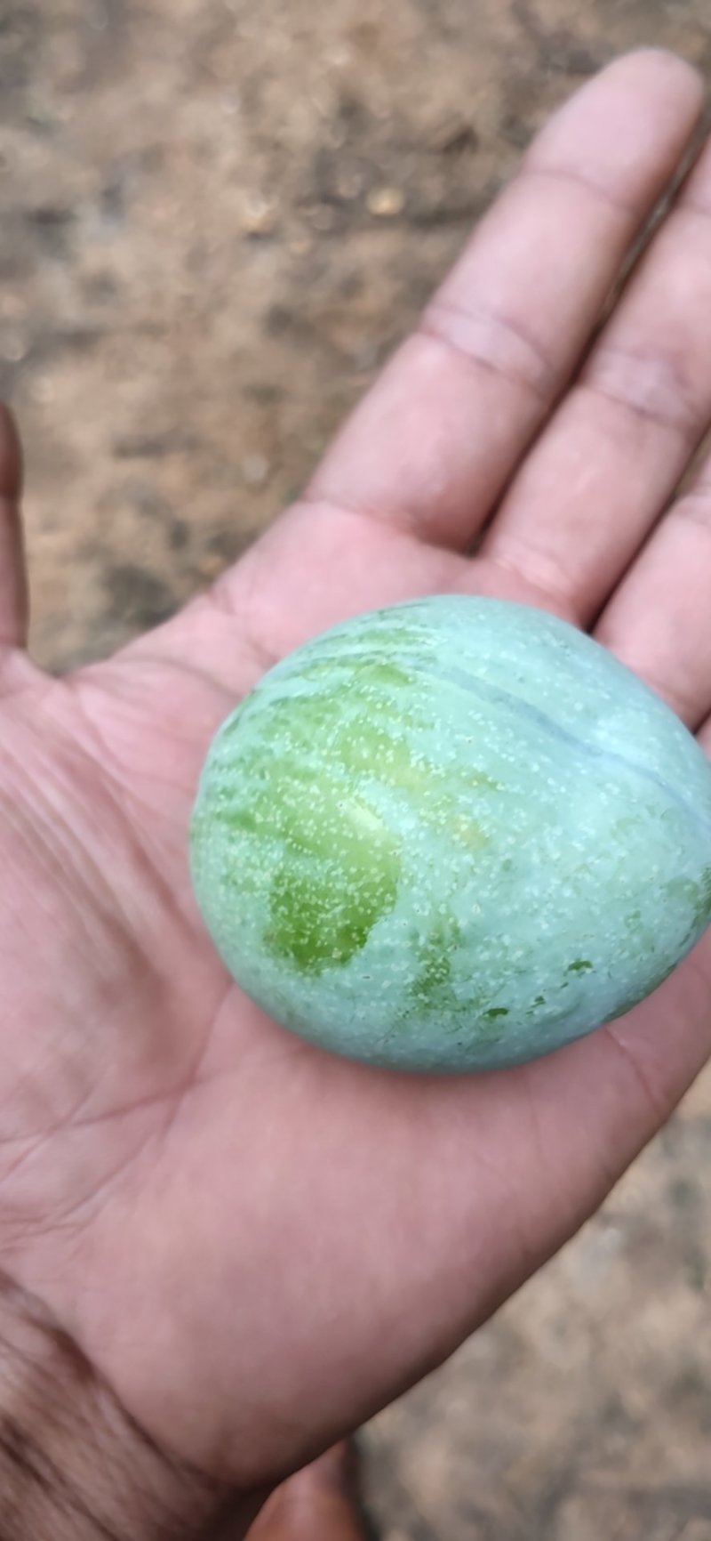 黄金奈李