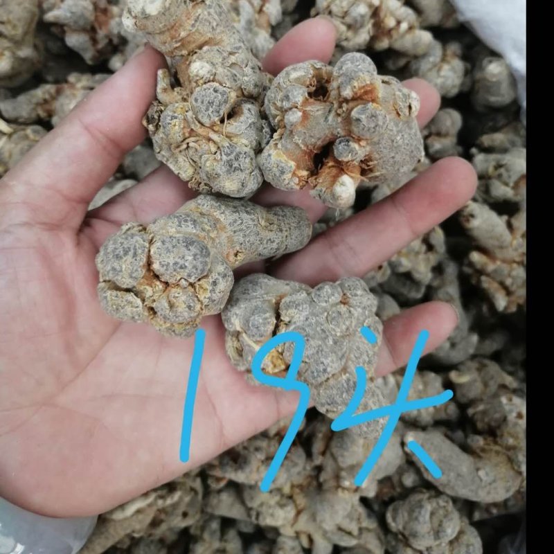 三七（田七），水洗三七不抛光不打蜡颜色靓干度好可免费打粉