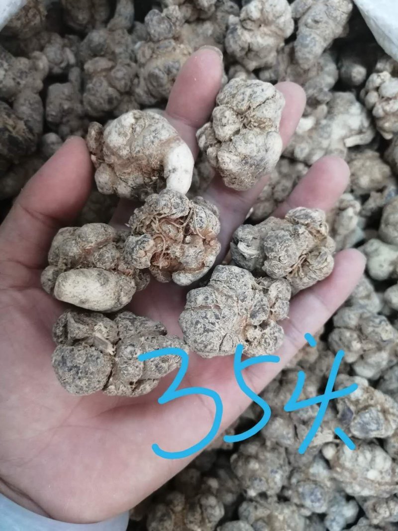 三七（田七），水洗三七不抛光不打蜡颜色靓干度好可免费打粉