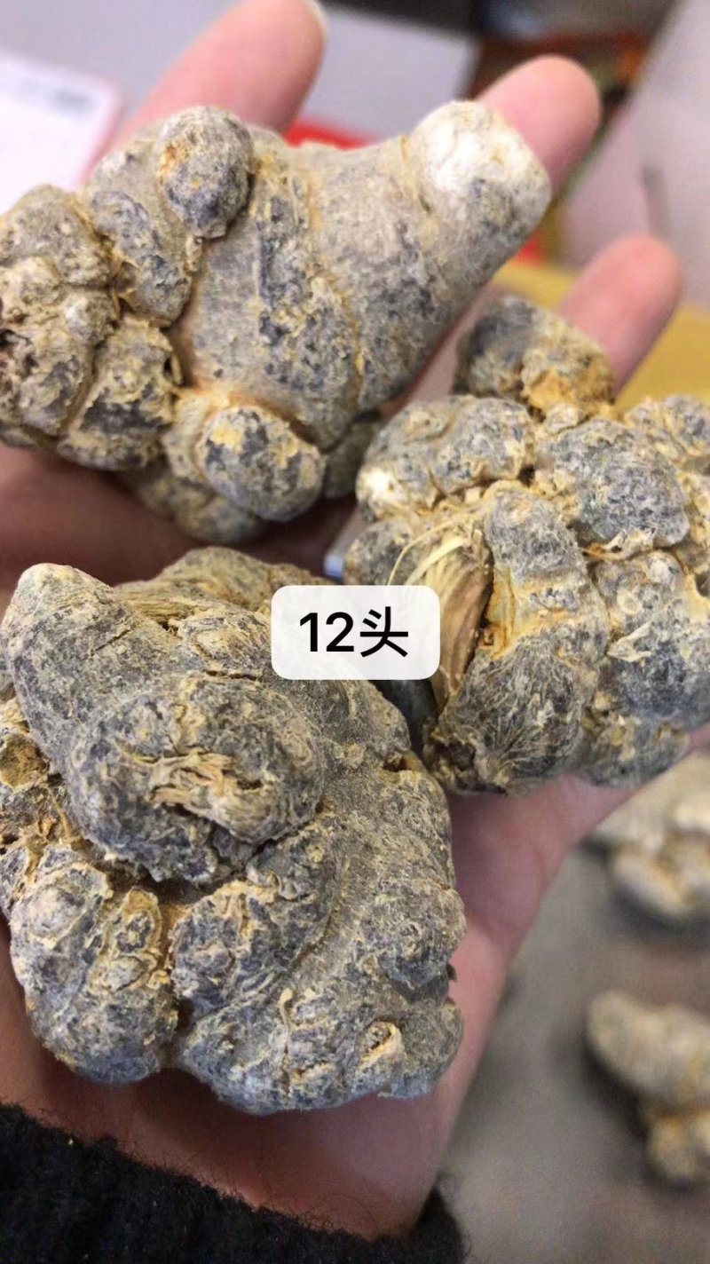 三七（田七），水洗三七不抛光不打蜡颜色靓干度好可免费打粉