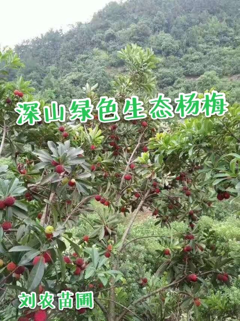 杨梅鲜果，深山杨梅，杨梅之乡，一箱四斤顺丰冷链包邮