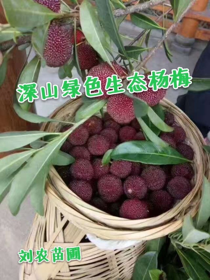 杨梅鲜果，深山杨梅，杨梅之乡，一箱四斤顺丰冷链包邮