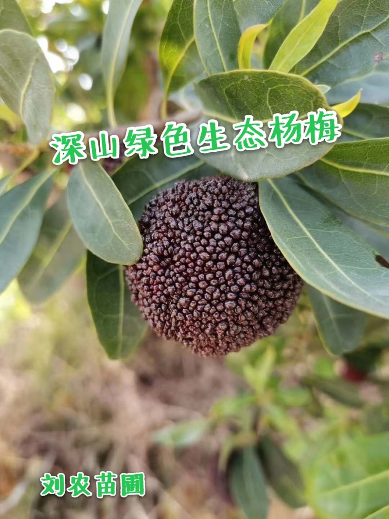 杨梅鲜果，深山杨梅，杨梅之乡，一箱四斤顺丰冷链包邮