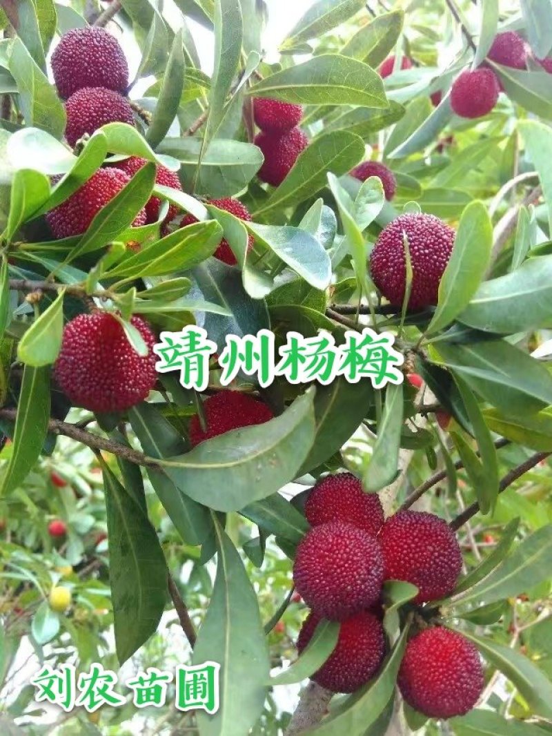 杨梅鲜果，深山杨梅，杨梅之乡，一箱四斤顺丰冷链包邮