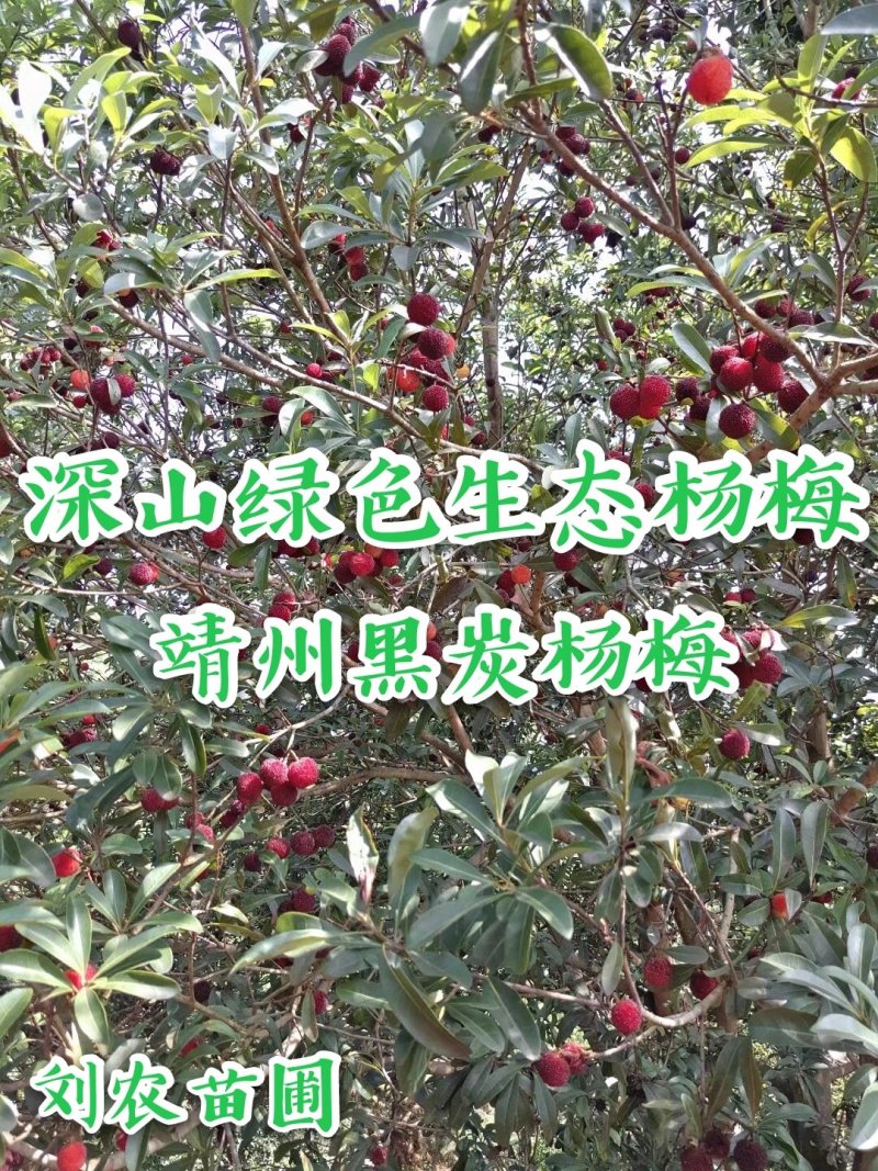 杨梅鲜果，深山杨梅，杨梅之乡，一箱四斤顺丰冷链包邮
