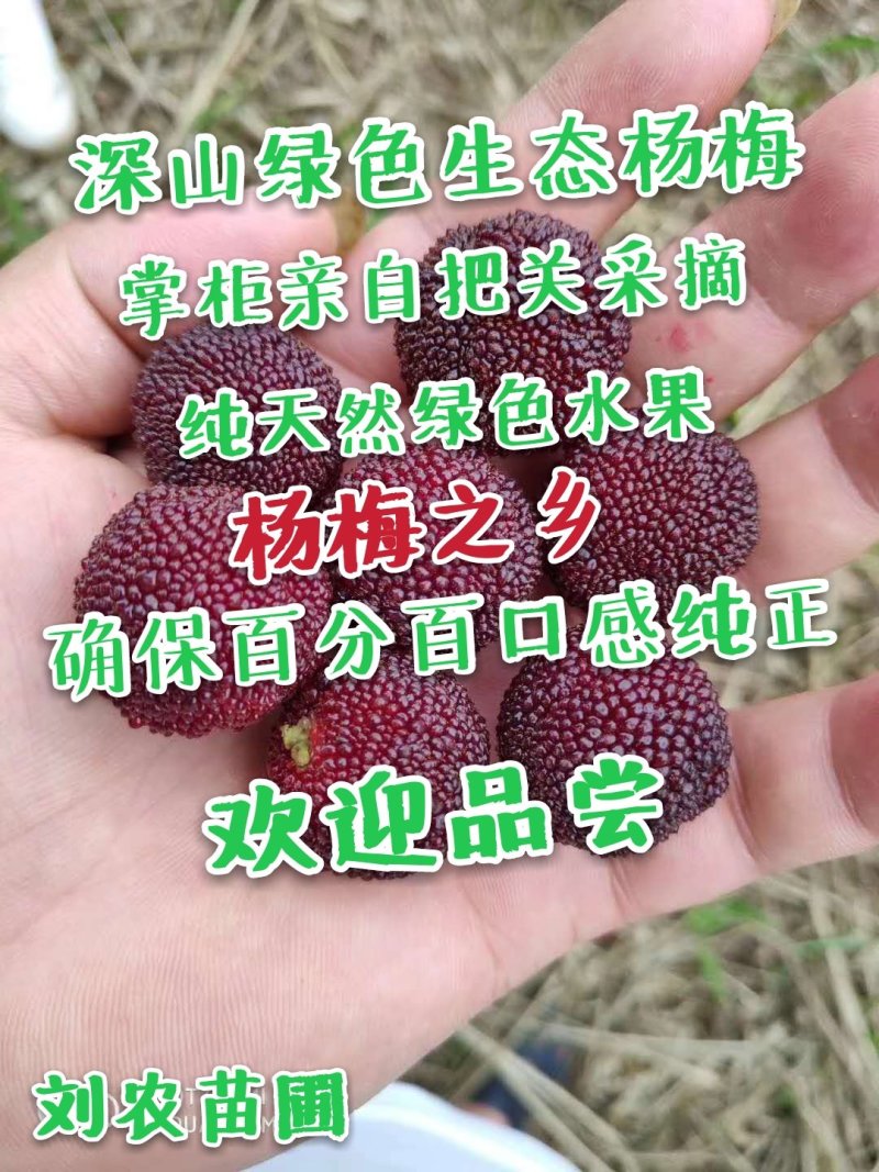 杨梅鲜果，深山杨梅，杨梅之乡，一箱四斤顺丰冷链包邮