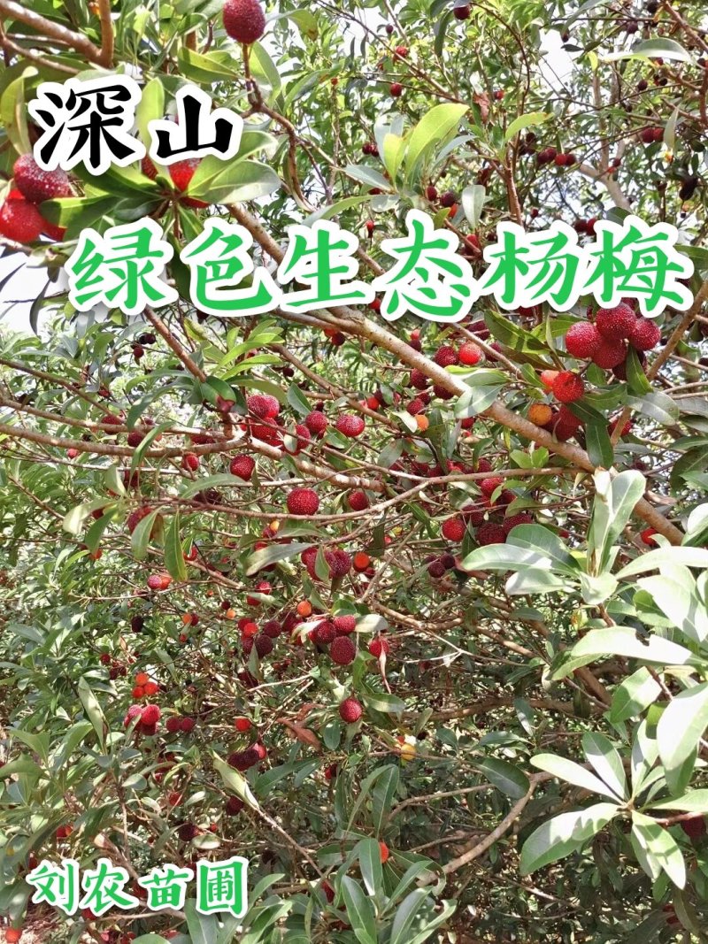 杨梅鲜果，深山杨梅，杨梅之乡，一箱四斤顺丰冷链包邮