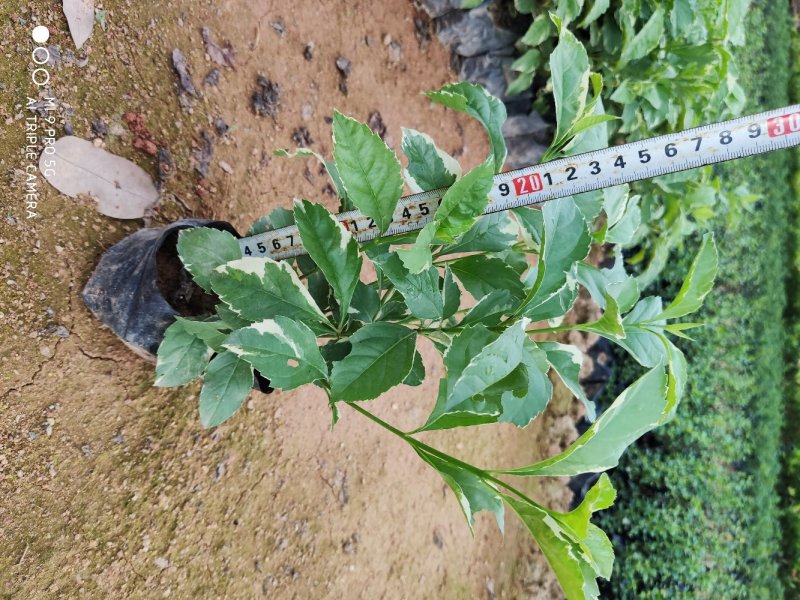 金边假连翘连翘高20-25福建漳州闽景园艺场