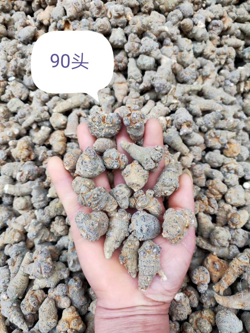 三七根，水洗田七须根，中药材三七须根，长期有货供应