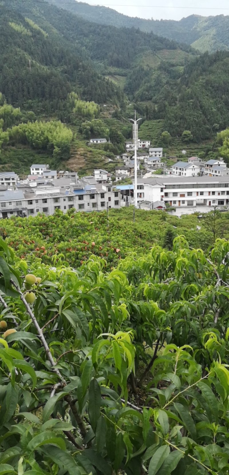 炎陵黄桃，锦香，锦绣，黄金1号。大量供应。果园直供