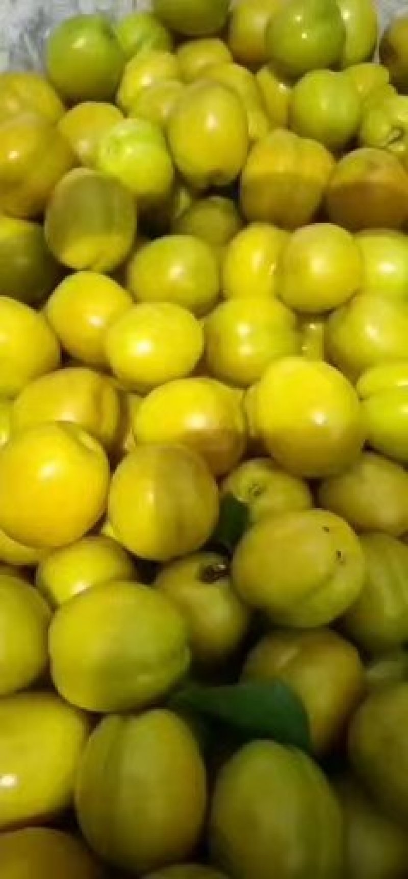 各种水果大量上市欢迎骚扰