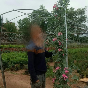 藤本月季安吉拉红木香大红袍彩虹