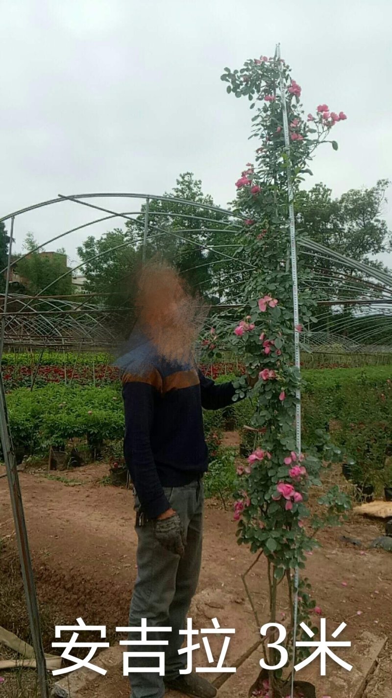 藤本月季安吉拉红木香大红袍彩虹