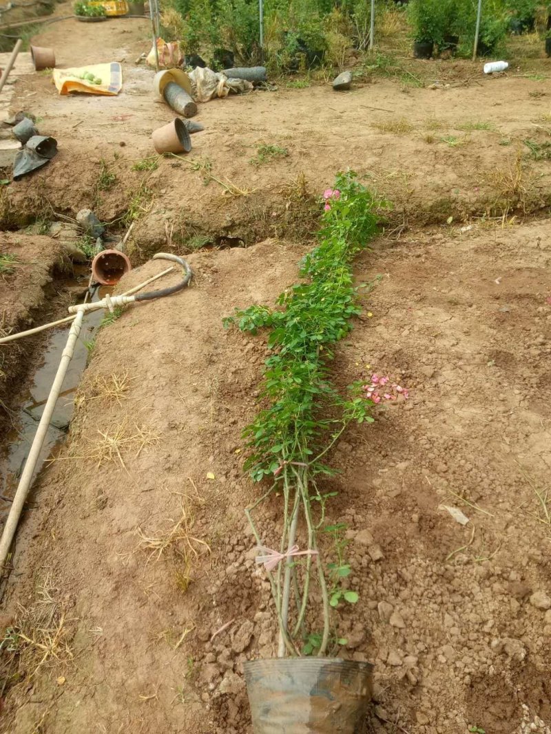 藤本月季安吉拉红木香大红袍彩虹