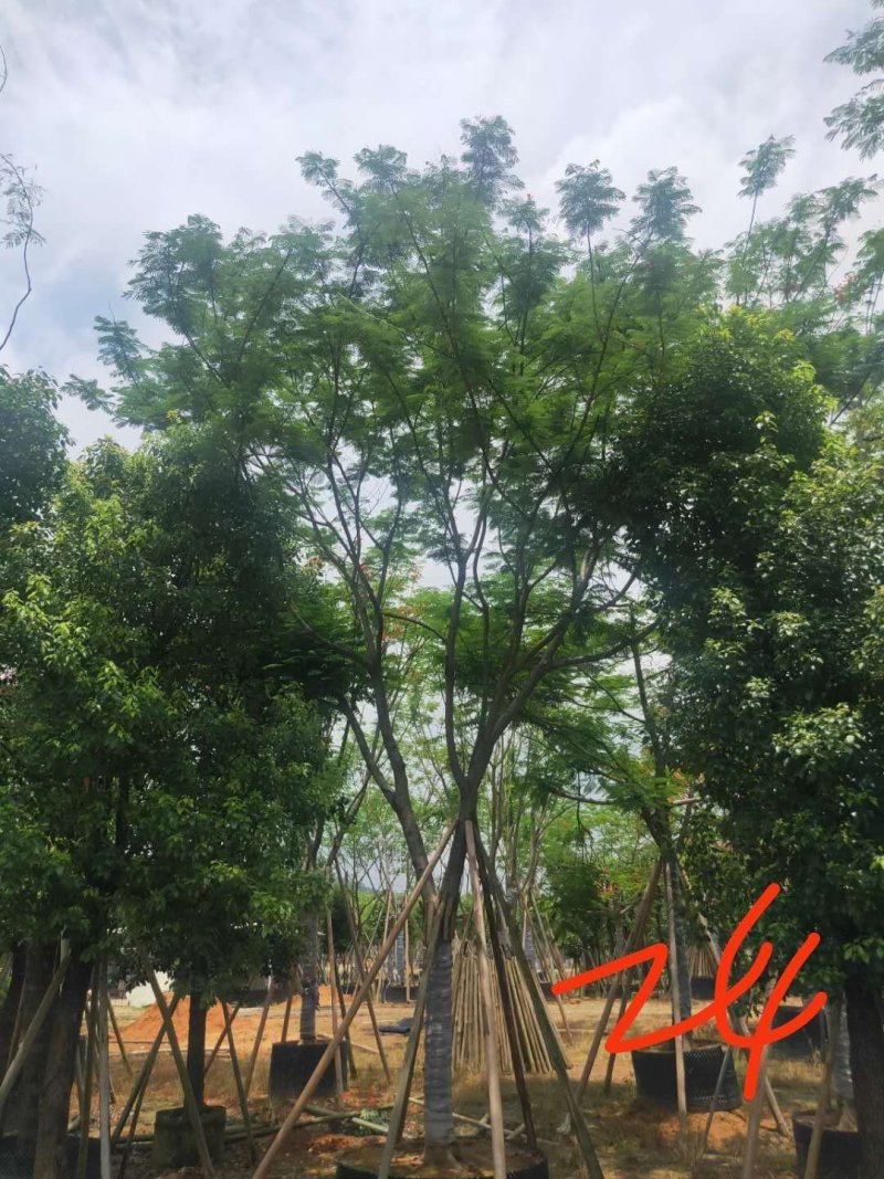 凤凰木美化道路凤凰木