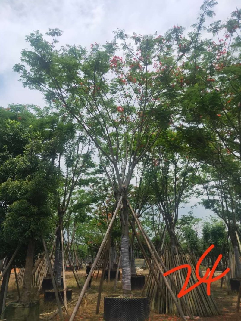 凤凰木美化道路凤凰木